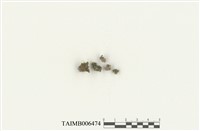 藏品(黃葉鳳尾苔)的圖片